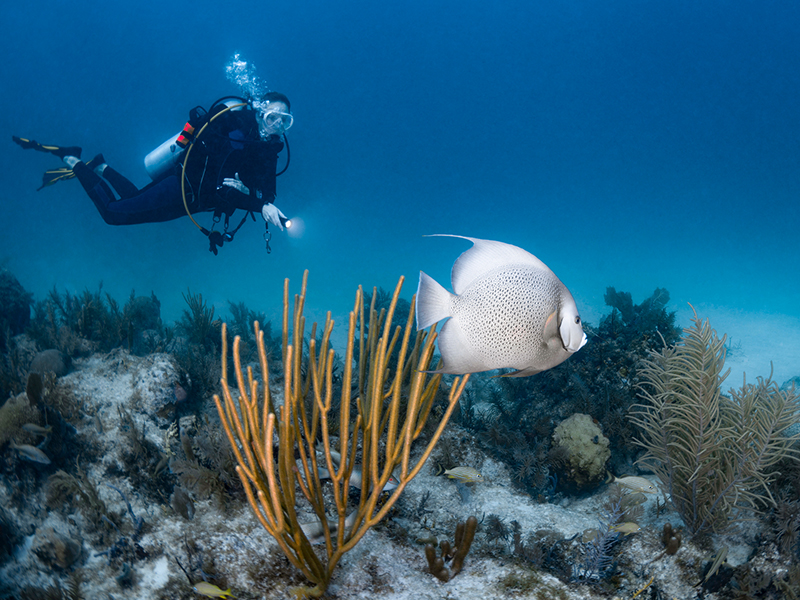A guide to the best snorkeling and dive spots in Stuart, FL