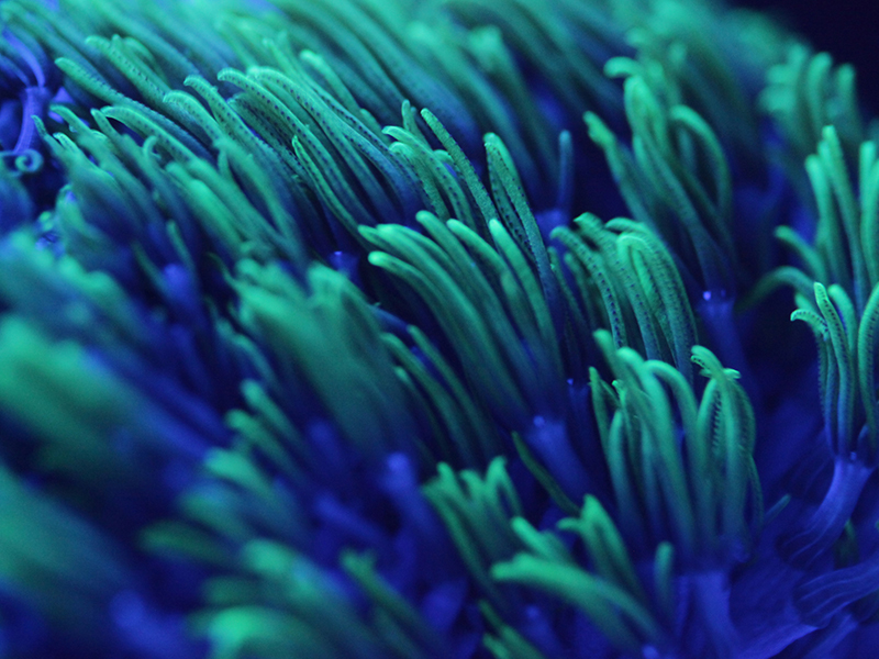 A guide to the best snorkeling and dive spots in Stuart, FL
