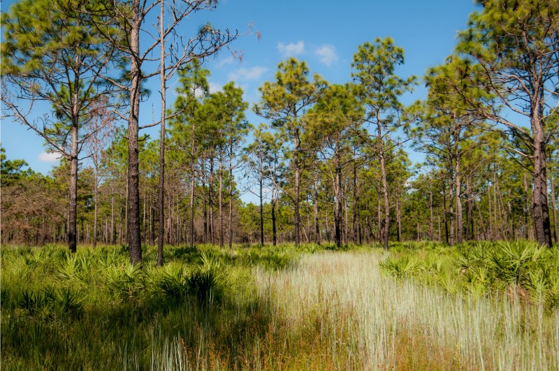 Pine Flatwoods in Stuart, FL