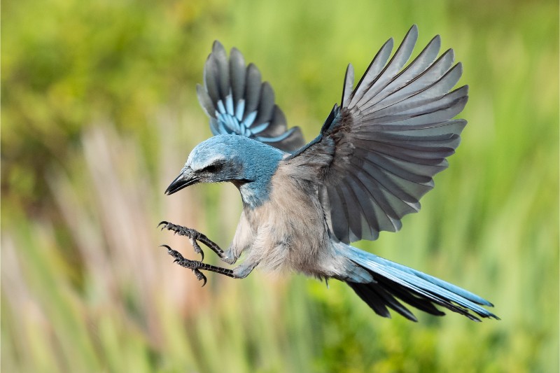 Striking Florida Scrub-Jay